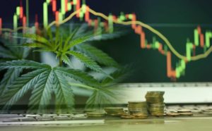 cannabis stocks