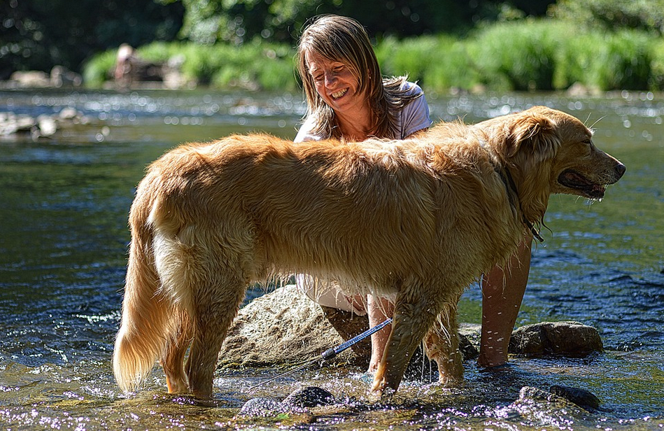 dog grooming